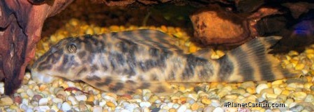 Peckoltia sp. (L009)