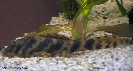 Peckoltia sp. (L009)