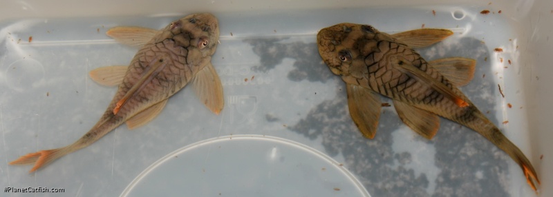 Peckoltia sp. (L076)
