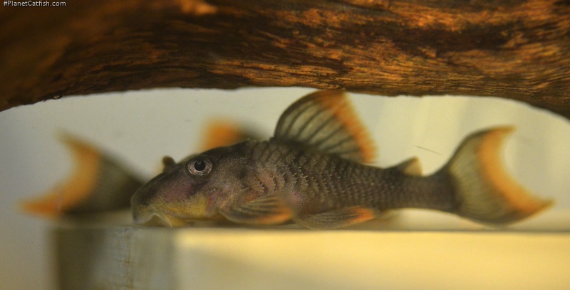 Peckoltia sp. (L076)