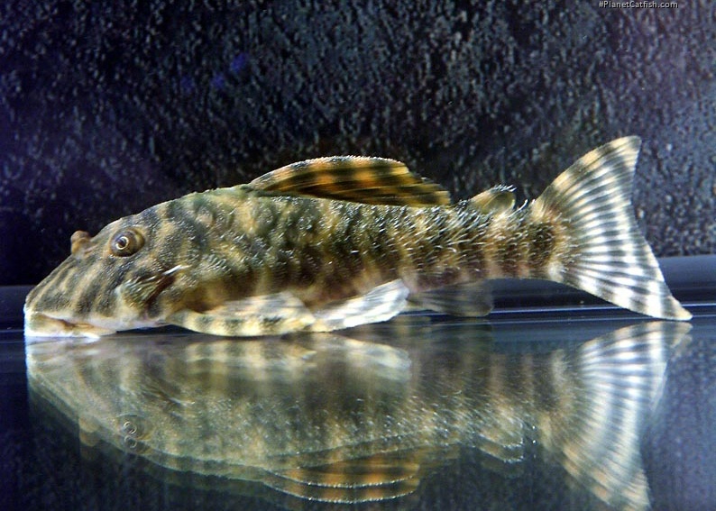 Peckoltia sp. (L080)