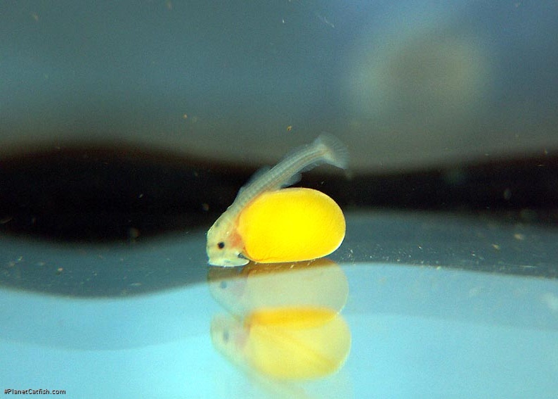 Peckoltia sp. (L080)