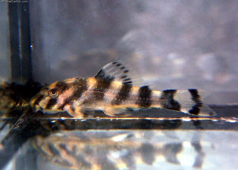 Peckoltia sp. (L080)