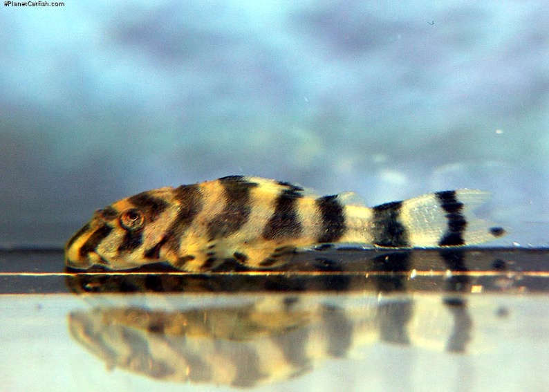 Peckoltia sp. (L080)