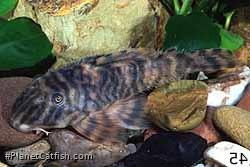 Peckoltia sp. (L080)