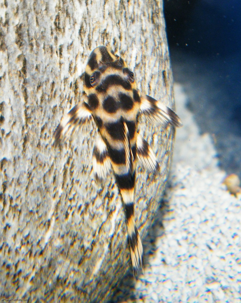 Peckoltia sp. (L140)