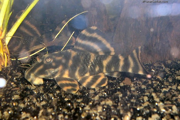 Peckoltia sp. (L170)