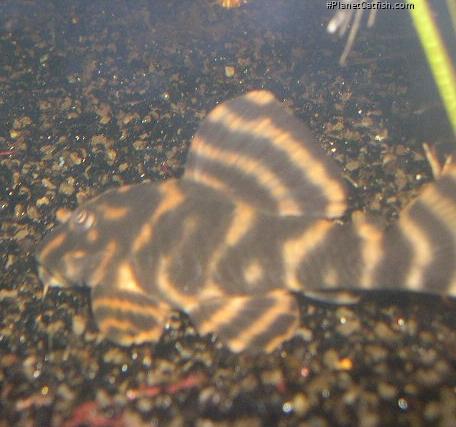 Peckoltia sp. (L170)