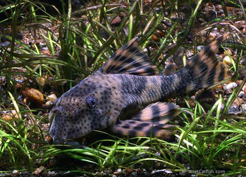 Peckoltia sp. (L205)