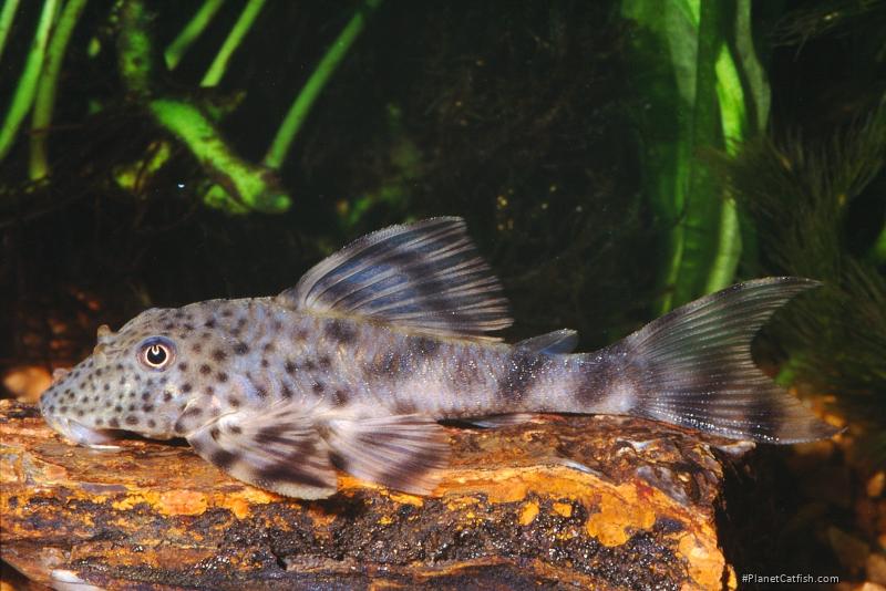 Peckoltia sp. (L205)