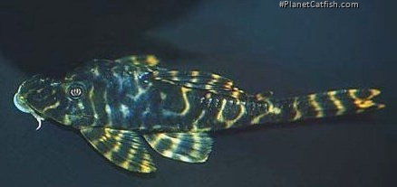 Peckoltia sp. (L278)