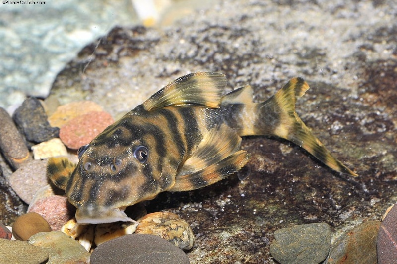 Peckoltia sp. (L288)