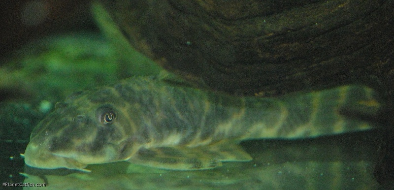 Peckoltia sp. (L377)