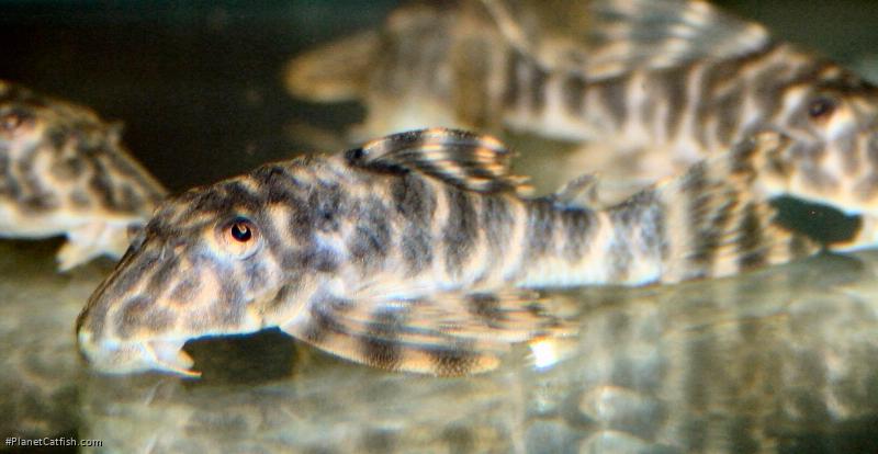 Peckoltia sp. (L377)