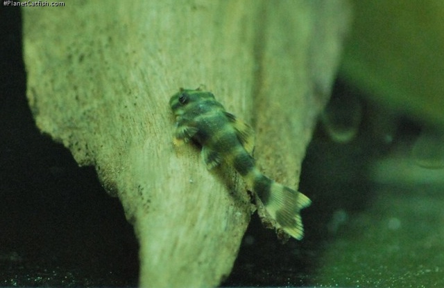 Peckoltia sp. (L377)