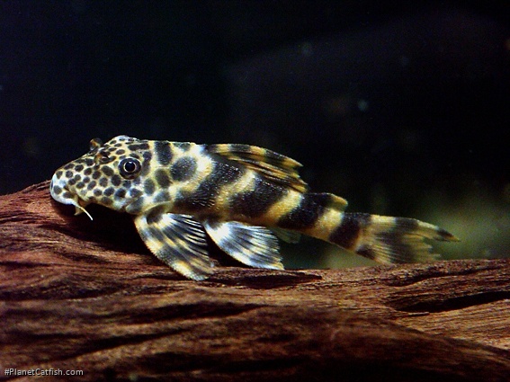 Peckoltia sp. (L387)