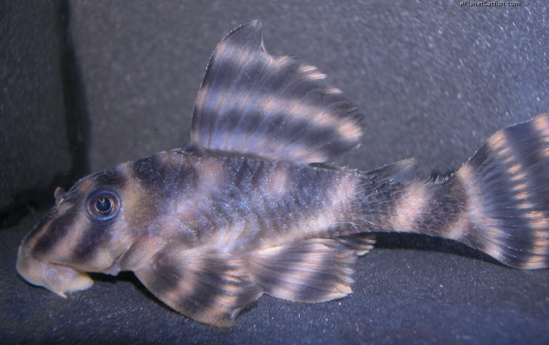 Peckoltia sp. `RIO TOCANTINS`