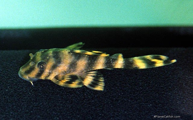 Peckoltia vittata