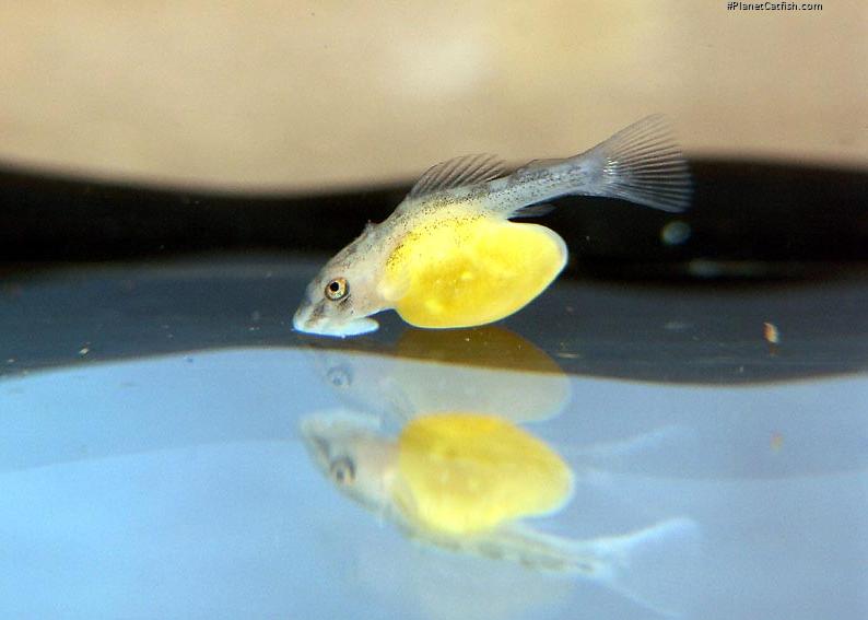 Peckoltia vittata