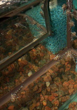 Peckoltia vittata
