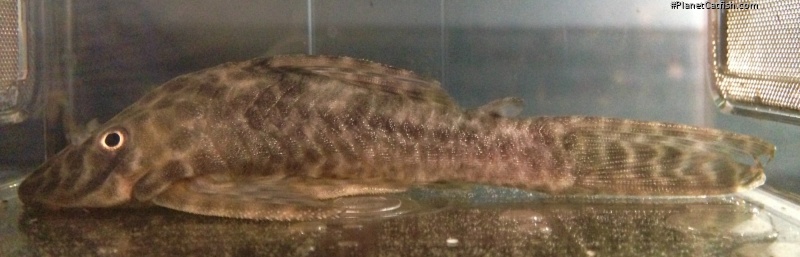 Peckoltichthys bachi