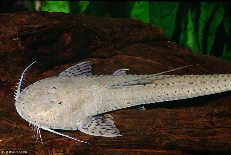 Planiloricaria cryptodon