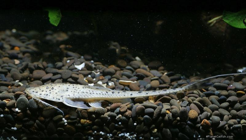 Planiloricaria cryptodon
