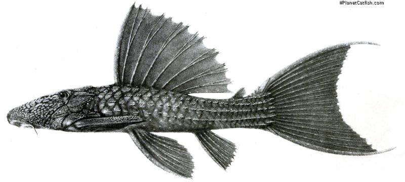 Pseudacanthicus fordii