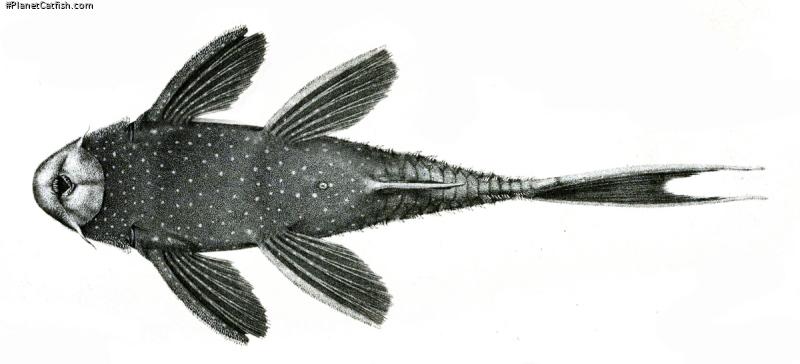 Pseudacanthicus fordii