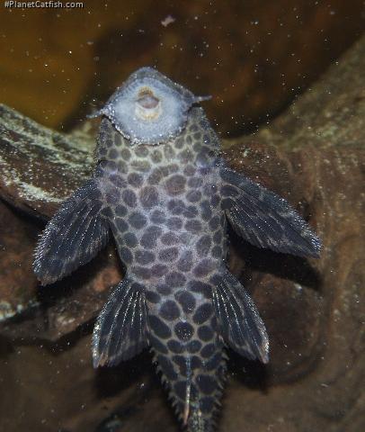 Pseudacanthicus leopardus