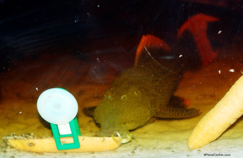 Pseudacanthicus leopardus