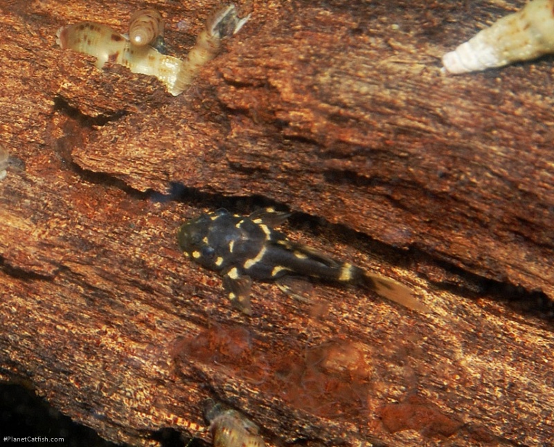 Pseudacanthicus leopardus