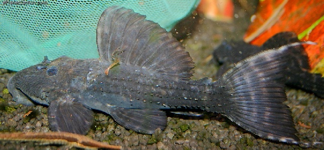 Pseudacanthicus major
