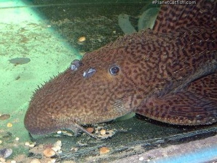 Pseudacanthicus nyktos