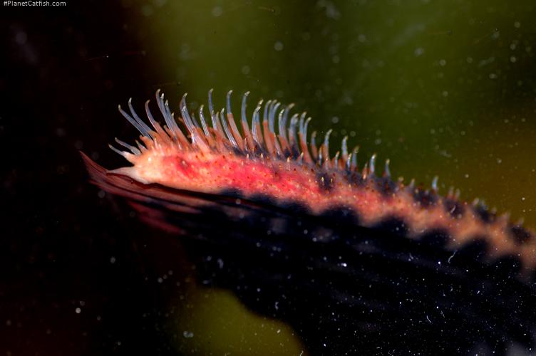 Pseudacanthicus pirarara