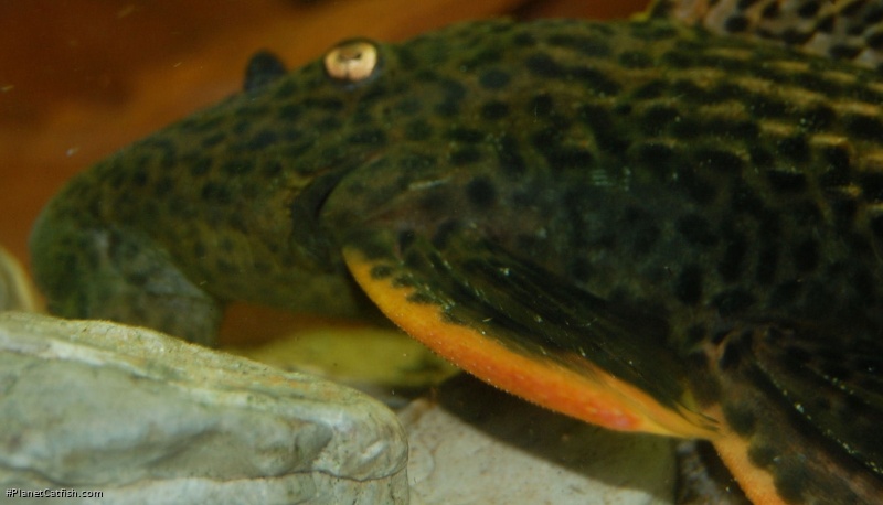 Pseudacanthicus pirarara