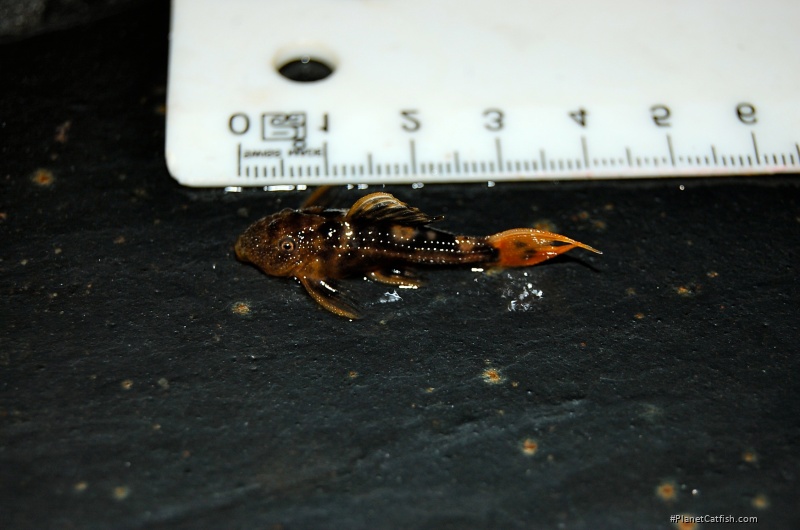 Pseudacanthicus pirarara