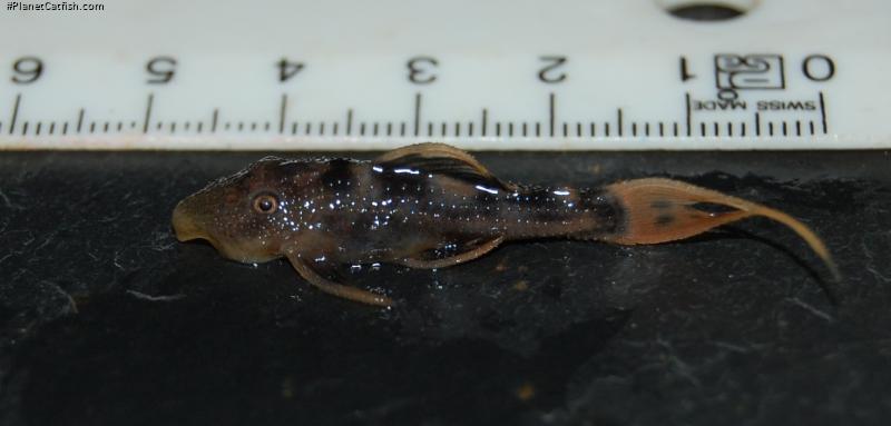 Pseudacanthicus pirarara