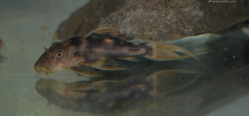 Pseudacanthicus pirarara