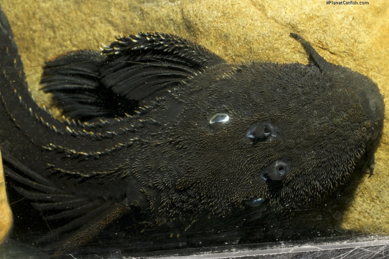 Pseudacanthicus serratus