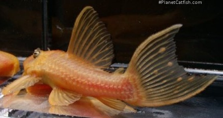Pseudacanthicus sp. (2)