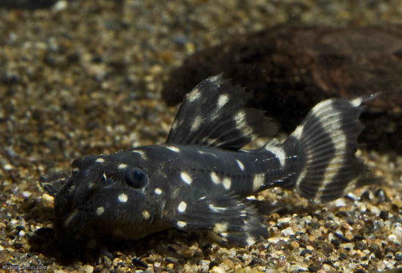 Pseudacanthicus sp. (L065)