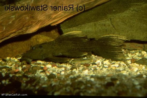 Pseudacanthicus sp. (L179)