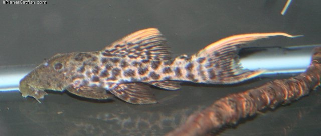 Pseudacanthicus sp. (L273)