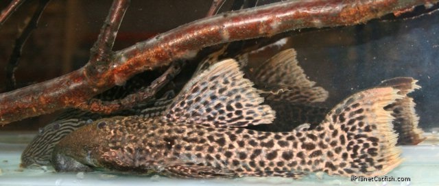 Pseudacanthicus sp. (L273)