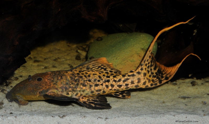 Pseudacanthicus sp. (L273)