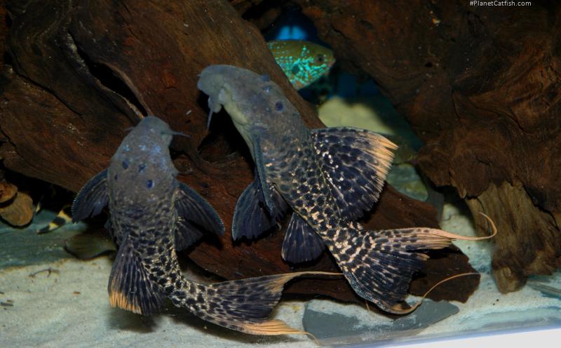 Pseudacanthicus sp. (L273)