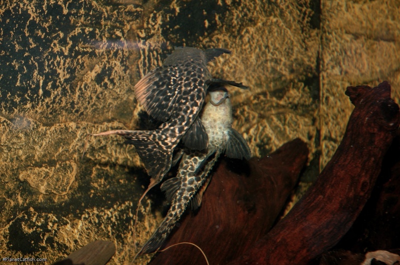 Pseudacanthicus sp. (L273)