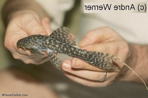 Pseudacanthicus sp. (L275)