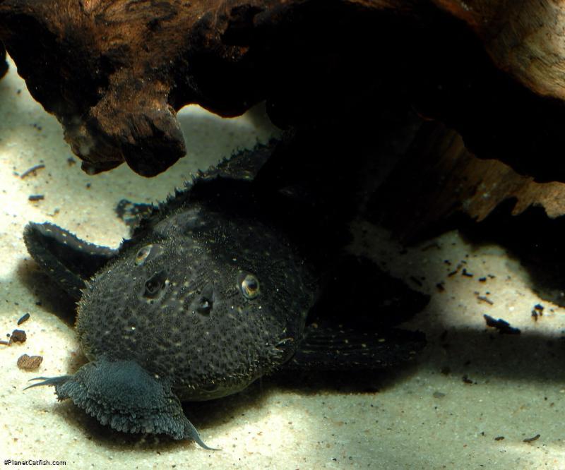 Pseudacanthicus sp. (L282)